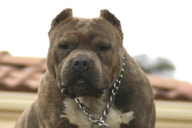 American staffy store cross bull terrier