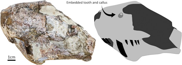 The skull was found in the 1940s but researchers only discovered the healed bite mark this year.