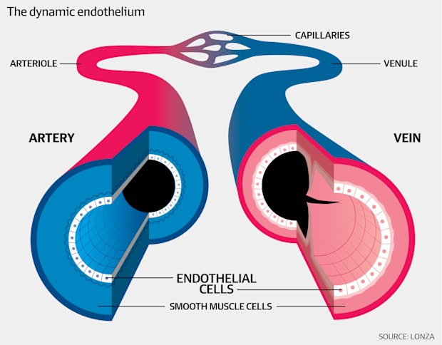 Why dialling down inflammation keeps you young in body and brain
