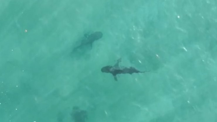 Drone footage shows sharks lurking just off popular beach
