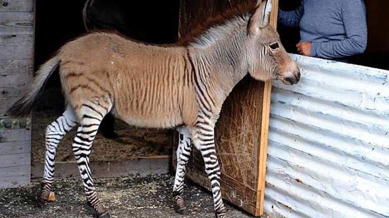 the 'zonkey': a zebra-donkey hybrid