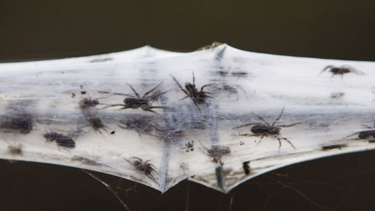 Web wonders: spiders spin for their lives as floodwaters rise