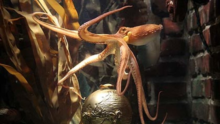 Paul The Octopus Goes Back To His Day Job Making Kids Laugh