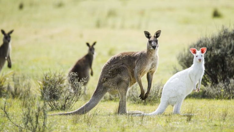 Rare Albino Kangaroo S Incredible Tale Of Survival In The Australian Outback