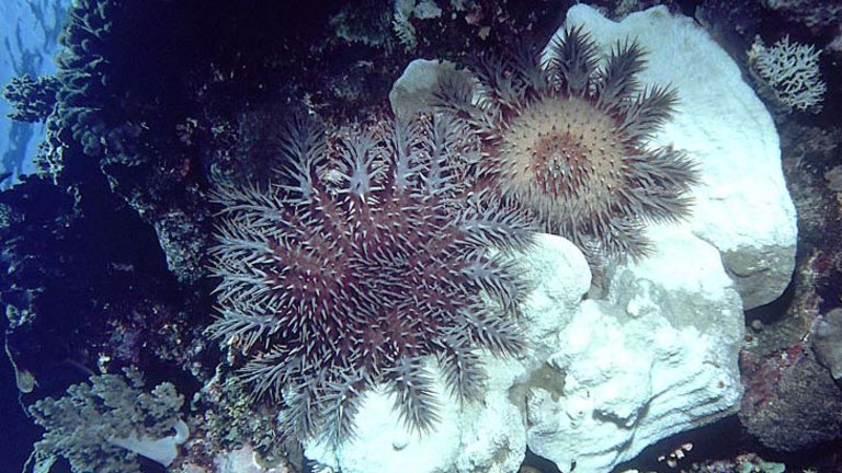 Scientists sniff out way to lure reef-killing crown-of-thorns