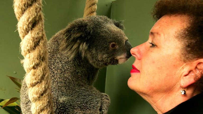 Former Divide veterinarian working with orphaned koala bears in