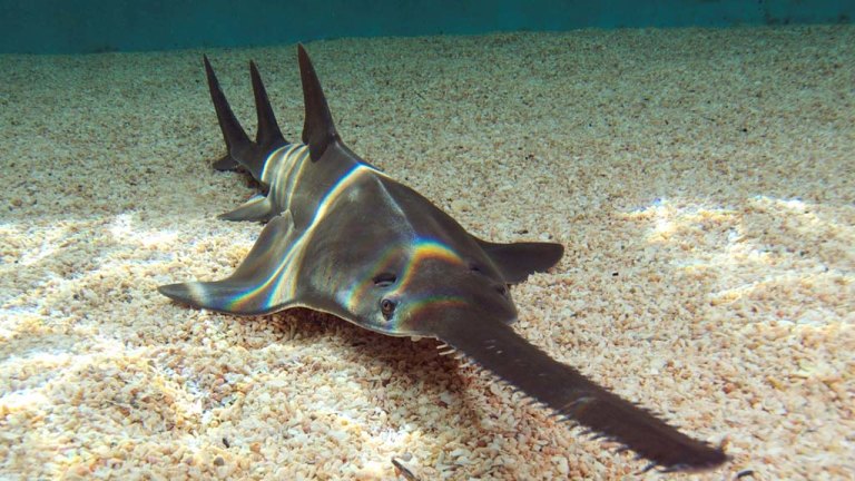 sawfish attack on human