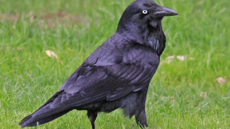 Raven the undertaker of the bush