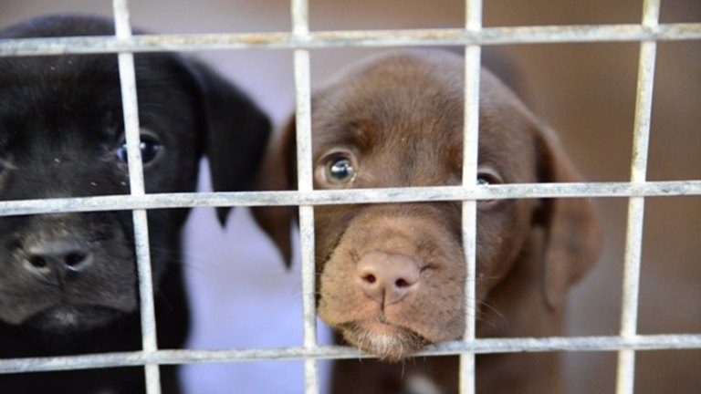 how much is quarantine for dogs in australia