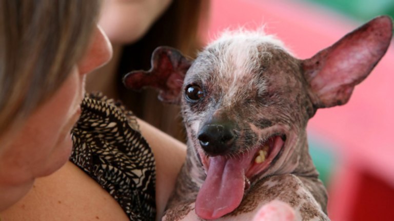 Chinese Crested Named Gus Is Crowned Ugliest Dog