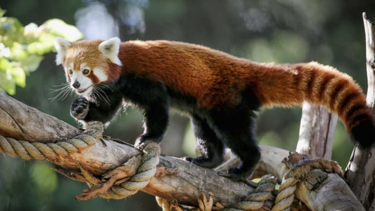 Melbourne Zoo's adorable baby red pandas get new names