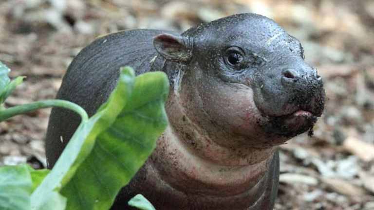 Pygmy hippo baby makes public debut