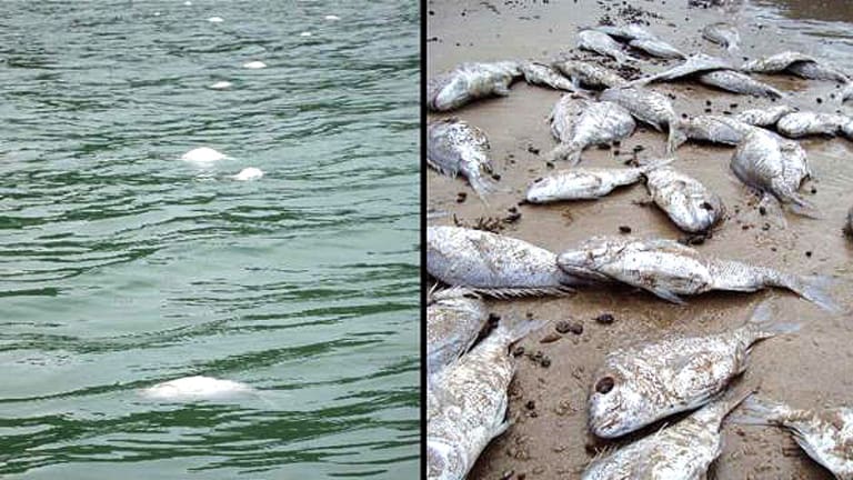 Hundreds of dead snapper washed up on New Zealand beach