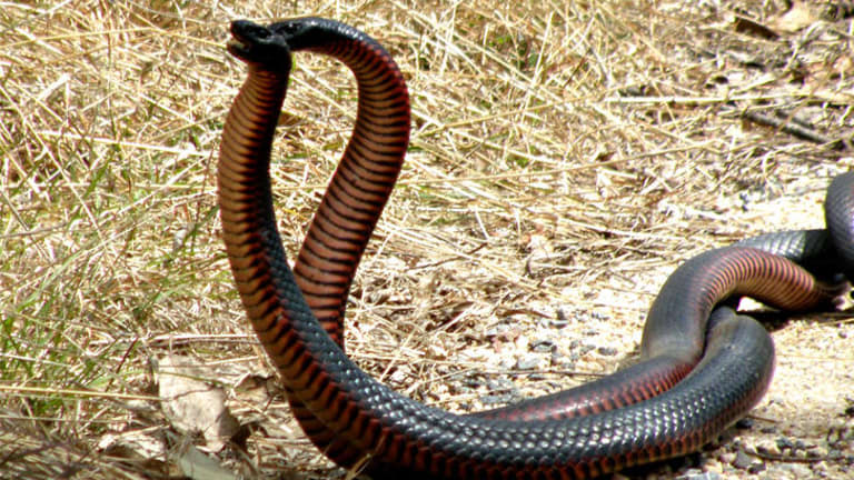 Red-bellied black fury in the snake pit