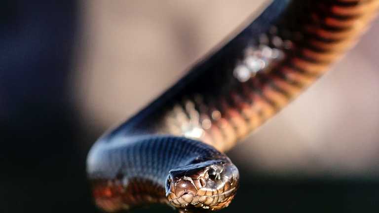 Brisbane snake catcher believes snakes can do good despite scary stories