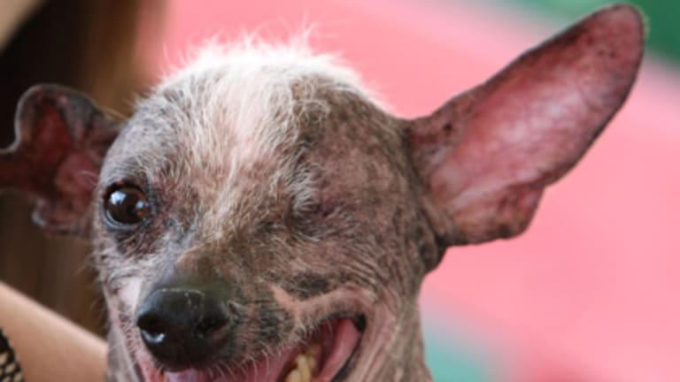 Chinese crested named Gus is crowned ugliest dog