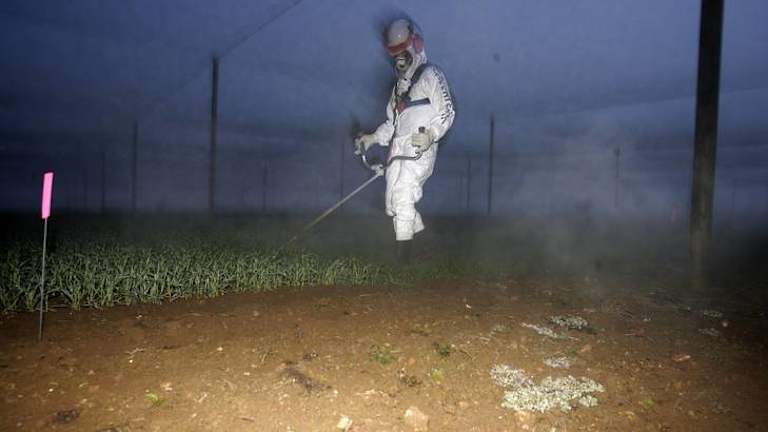 A photo taken by the protesters while the crops were being destroyed.