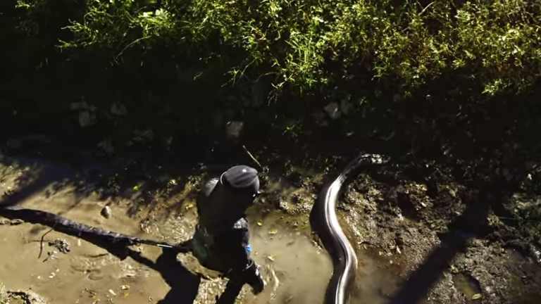 Eaten alive by an anaconda, Paul Rosalie hits back at critics