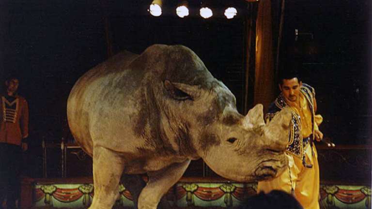 Move to ban circus animals