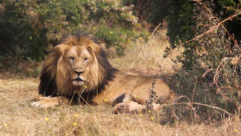 Zoologist Stephen Brend brings his animal passions home to Australia