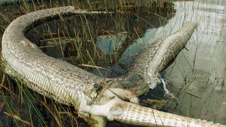 Local wildlife disappears as giant pythons swamp Florida