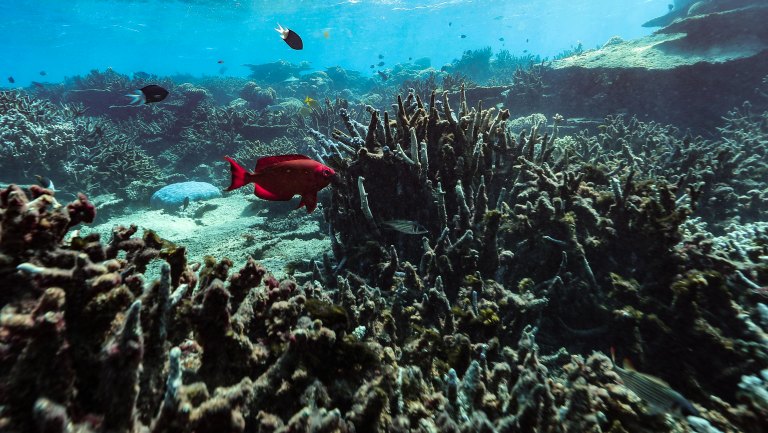 Coral Reefs and the Unintended Impact of Tourism - Earthjustice
