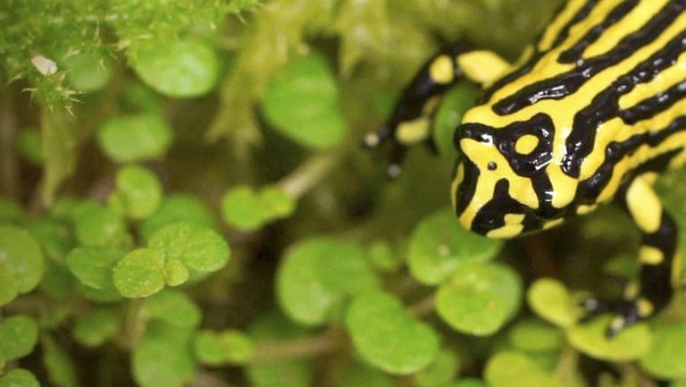 Zoos release eggs to help corroboree frogs leap out of extinction