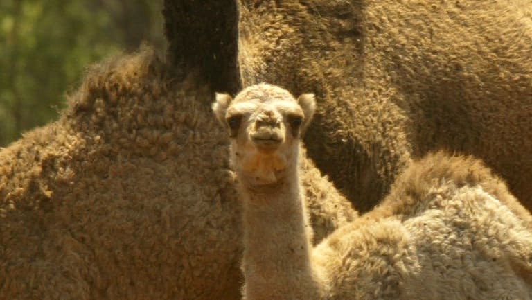 Ex-BHP engineer happy to help supply camel milk to the world