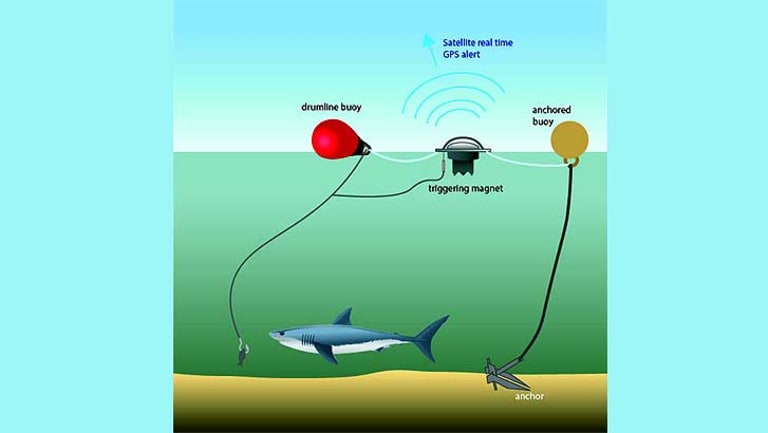 Shark drumlines back on the WA agenda, but not as we know them