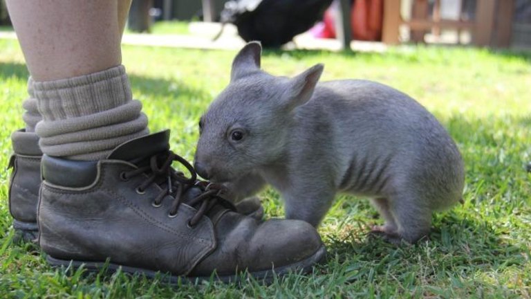 Orphaned wombat Chloe melts hearts at Taronga Zoo