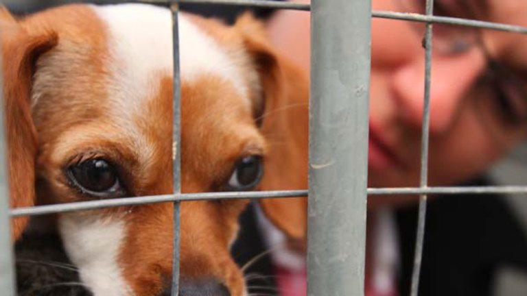 Rspca Calls For Boycott Of Pet Shop Puppies