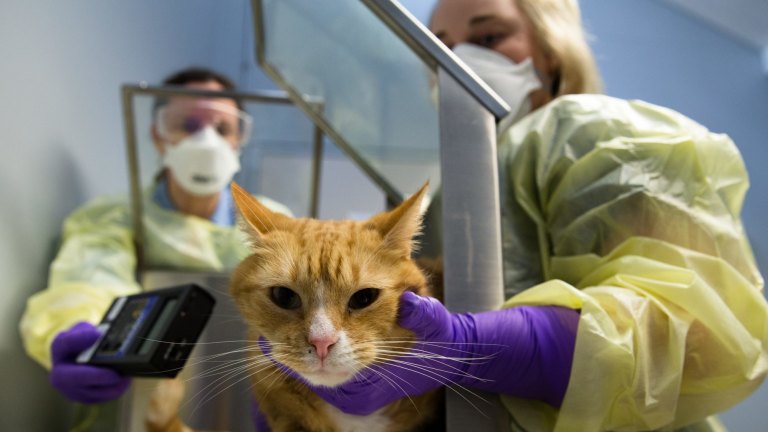 Hyperthyroidism in cats shop radioactive iodine treatment cost