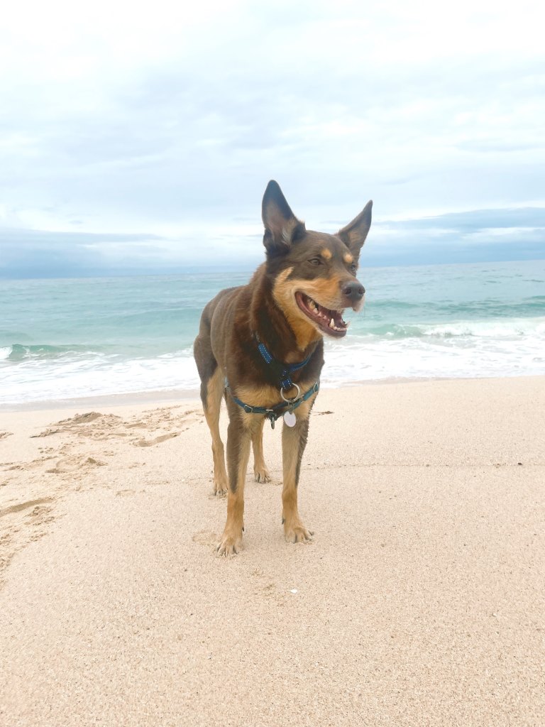 what is the best beach dog