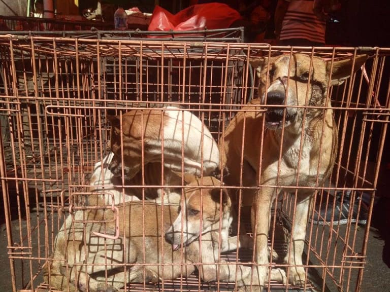 Dogs in cages await slaughter at an "extreme market" in Indonesia.
