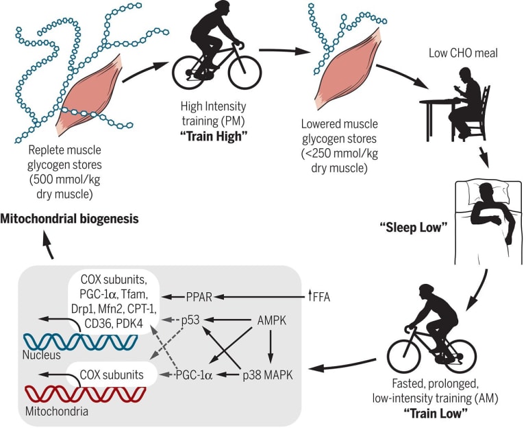 An example of training with high and low carbohydrate intake from Burke and Hawley's review.