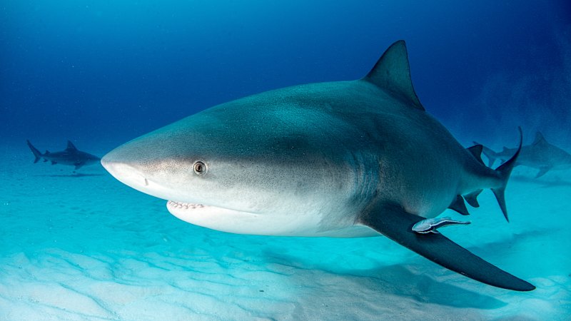 Why this is the most dangerous time to swim in Sydney