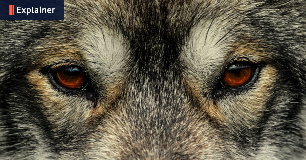 ‘This is not a joke’: Could the US take military action to secure Greenland?