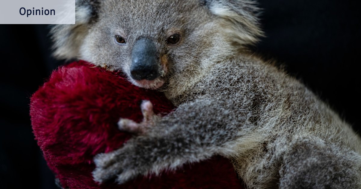 The Great National Koala Park is not a firebomb. It’s the opposite.