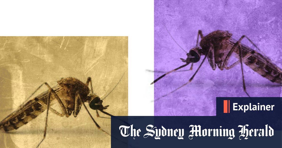 What is Japanese encephalitis? Symptoms, how it spreads and vaccines explained - Vimarsana News
