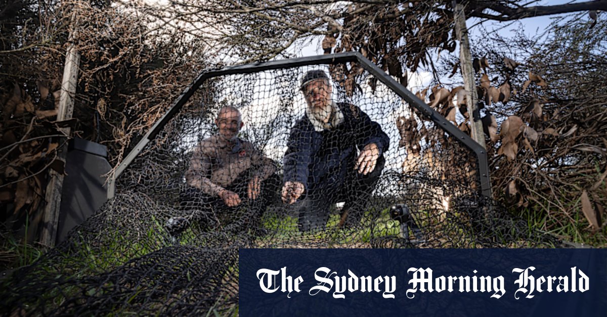 They shoot cats, don't they? Why AI could arm fight against ferals