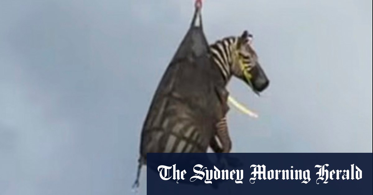 Runaway pet zebra captured in Tennessee after week evading authorities
