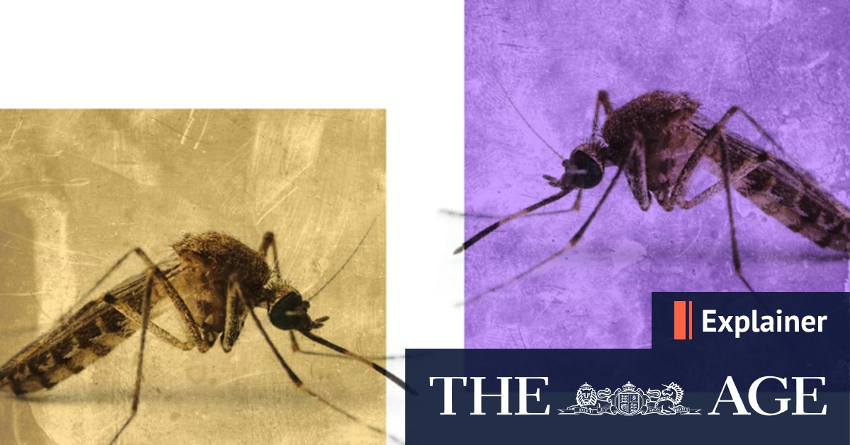What is Japanese encephalitis? Symptoms, how it spreads and vaccines explained - Vimarsana News