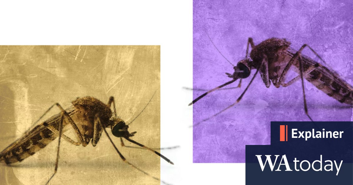 What is Japanese encephalitis? Symptoms, how it spreads and vaccines explained - Vimarsana News