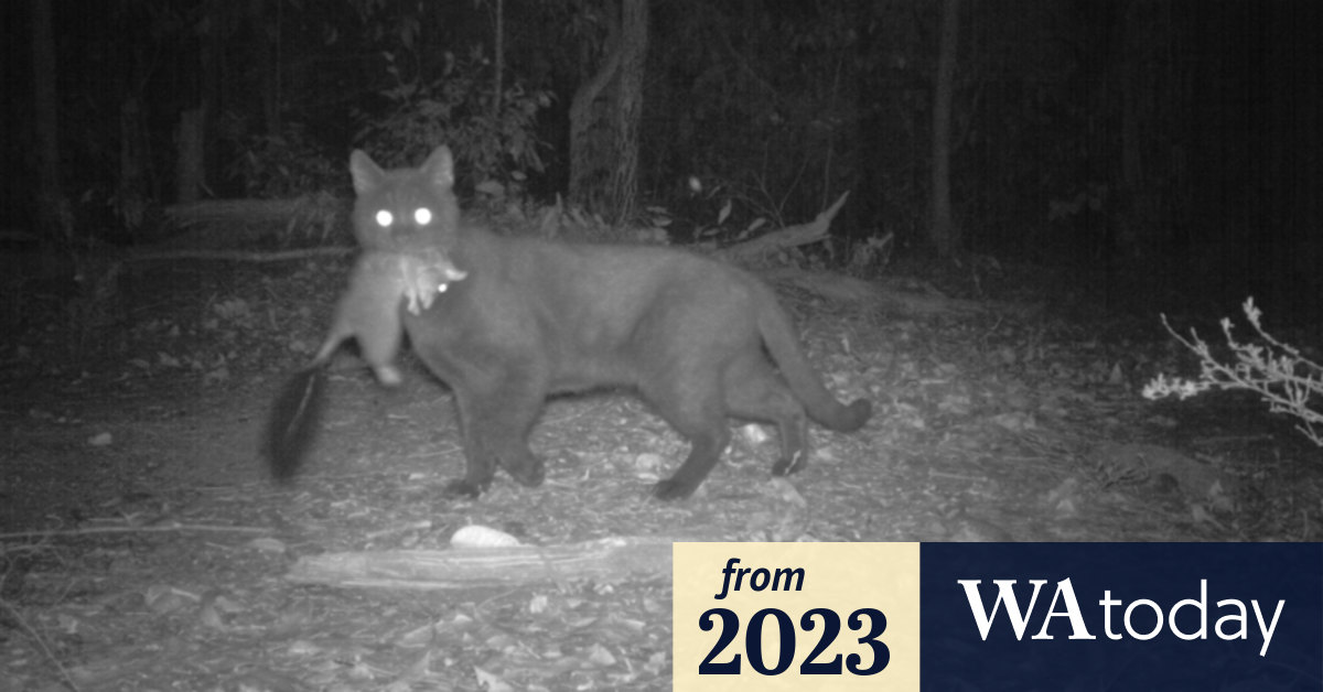 Poison-shooting robots on the front line of war against feral cats in WA