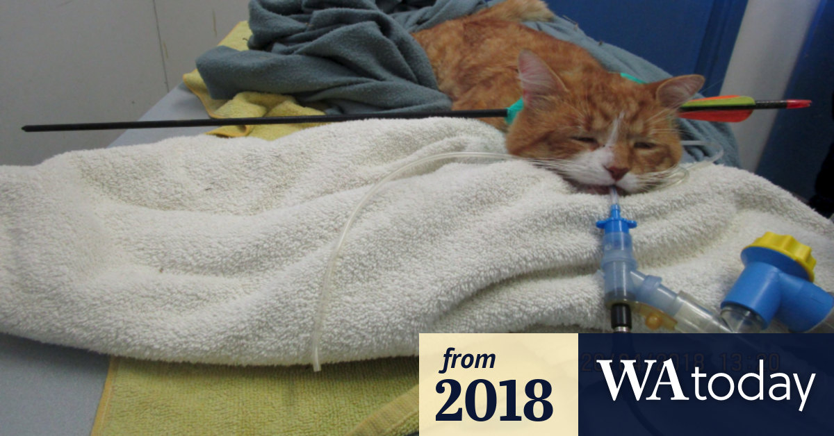 Rspca Investigating After Cat Found With Arrow In Its Head