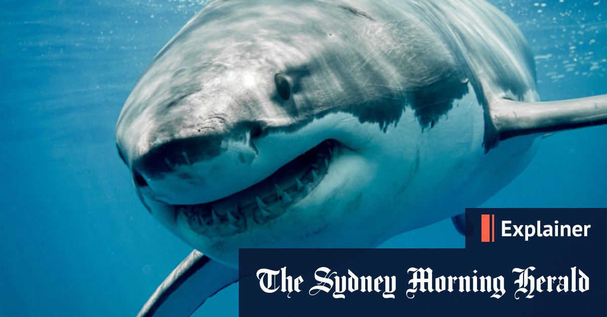 Sharks: What do they want and why do the bite? - Vimarsana News