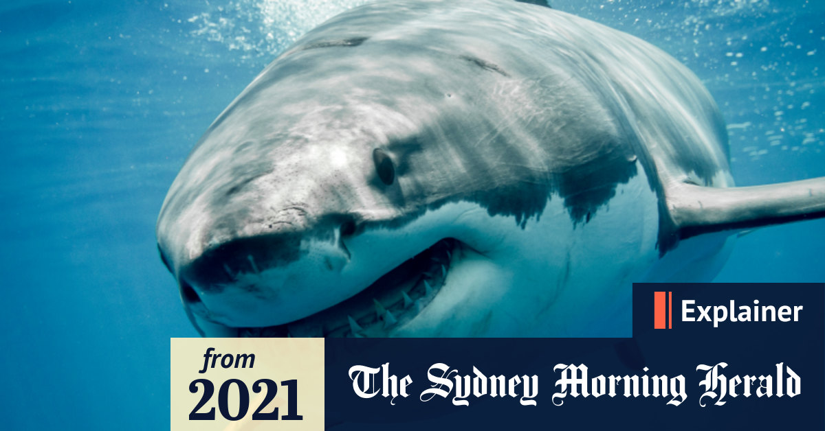 Why do shark attacks happen and how can we live with them?