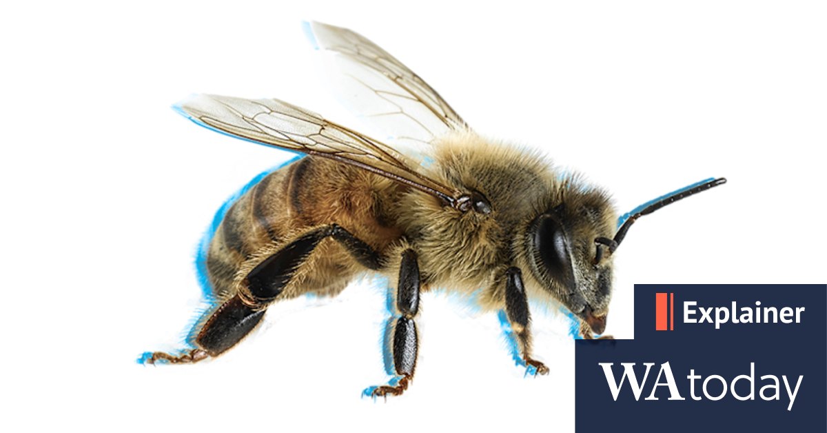 How does a real 'hive mind' work? The secret life of bees explained - Vimarsana News