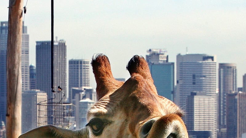 Zoo debate highlights that Sydneysiders are not all the same species