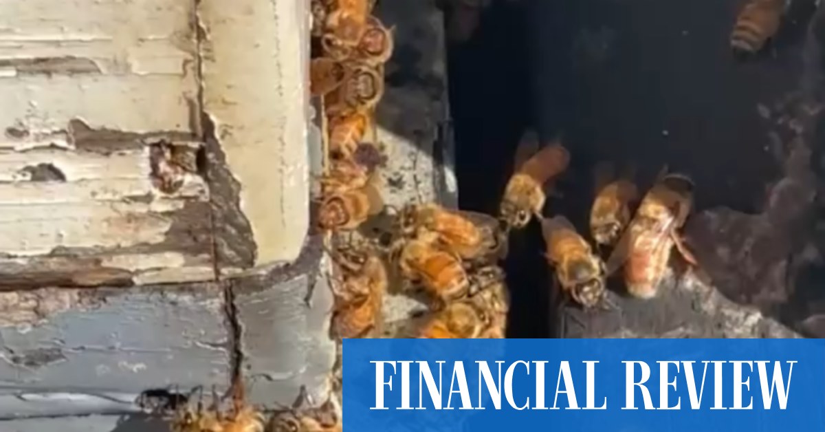Bee farming Australia 2026